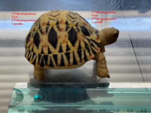 Lifelike Very Cute Radiated Tortoise Statue Reptile Resin Figure Decor 3.25 inch