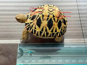 Lifelike Very Cute Radiated Tortoise Statue Reptile Resin Figure Decor 3.25 inch