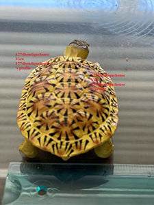 Lifelike Rough-Grained Biscuits Tortoise Statue Reptile Resin Figure Decor 4 inch