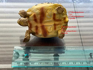 Lifelike Very Cute Radiated Tortoise Statue Reptile Resin Figure Decor 3.25 inch