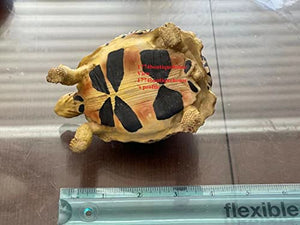 Lifelike Very Cute Radiated Tortoise Statue Reptile Resin Figure Decor 5 inch